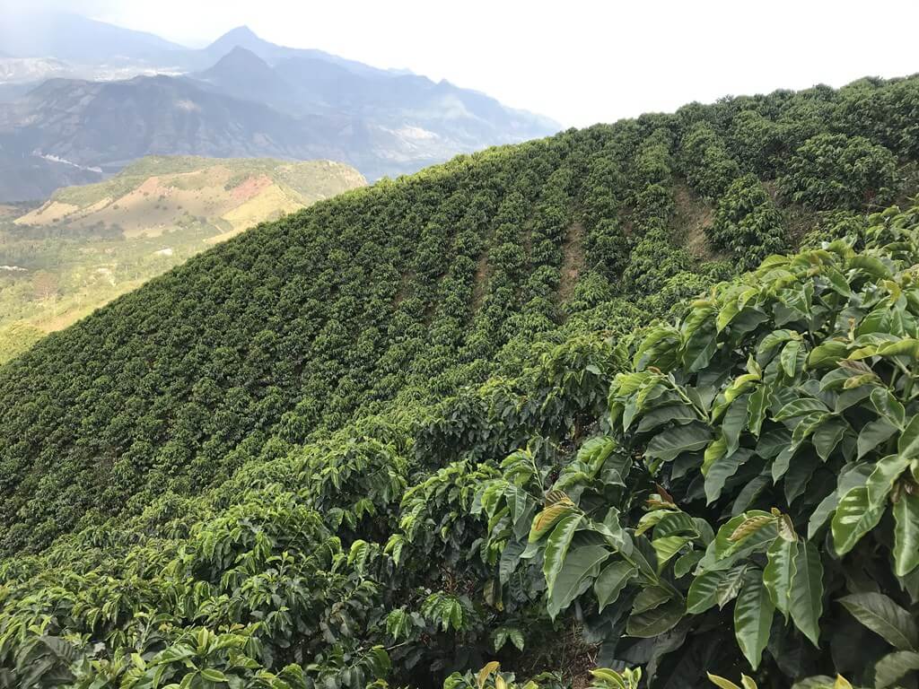 cafe de especialidad cultivo