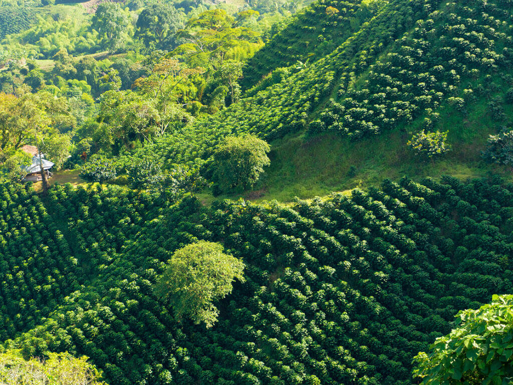 café de especialidad colombiano