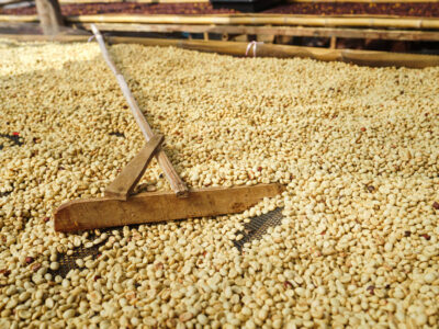 Proceso del café de especialidad Macondoverde