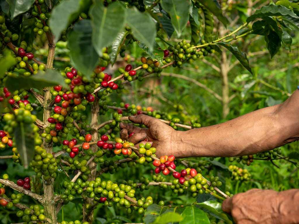 cafe de especialidad o specialty coffee Macondo verde 