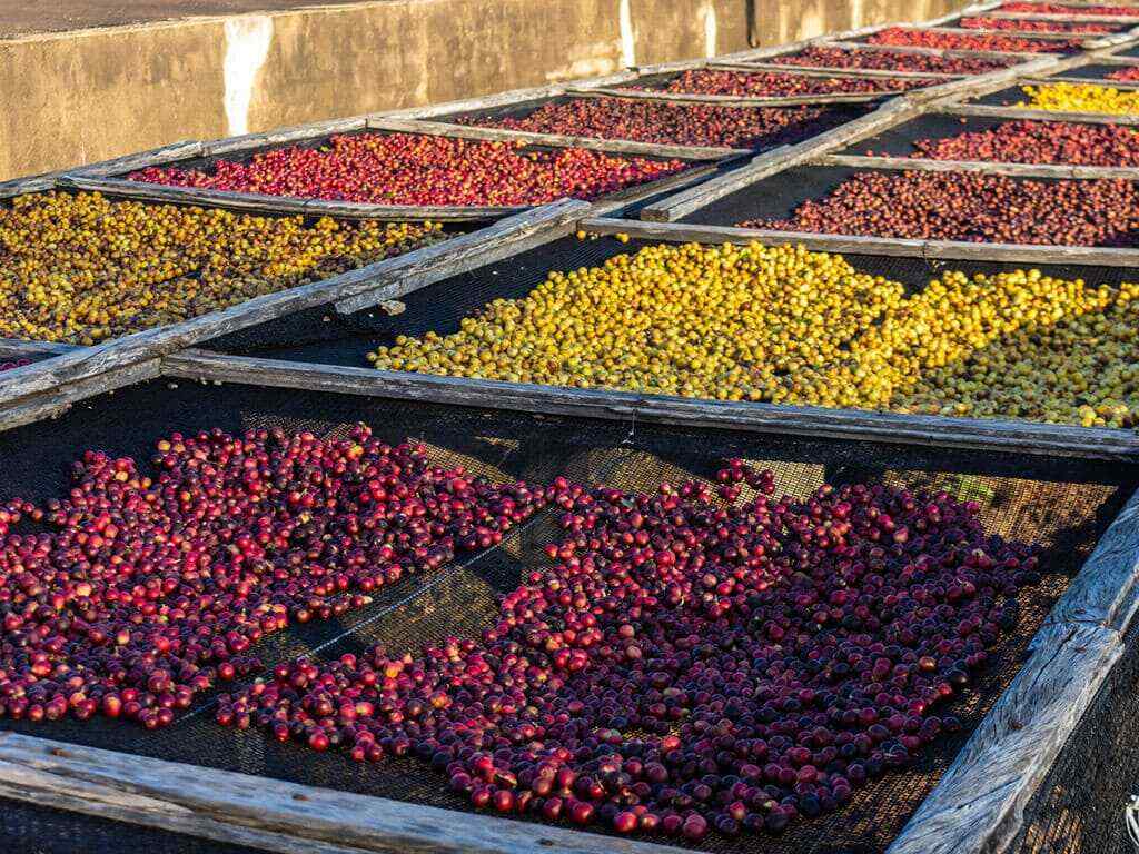  Diferencias del cafe de especialidad y torrado Macondo verde 
