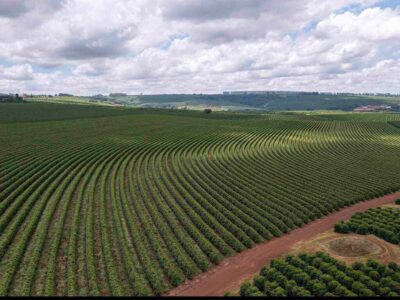 3 Países que cultivan buenos granos de cafe