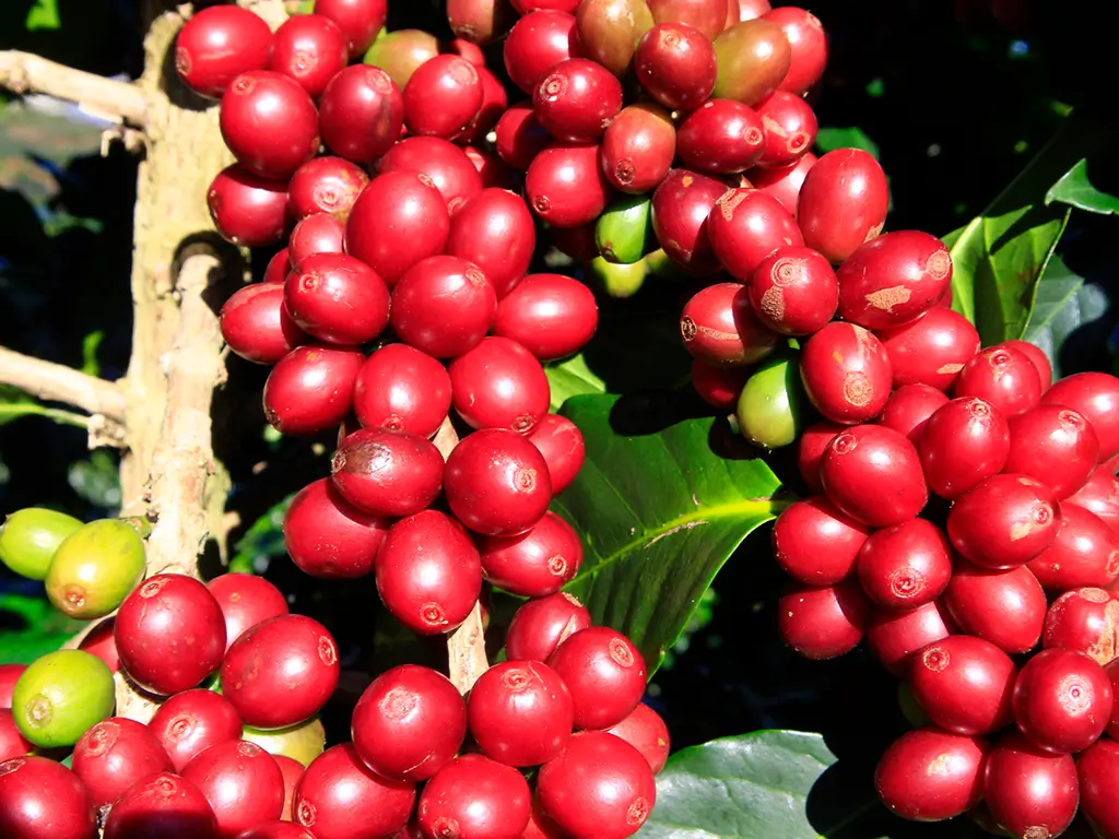 3 regiones que producen los mejores granos de cafe