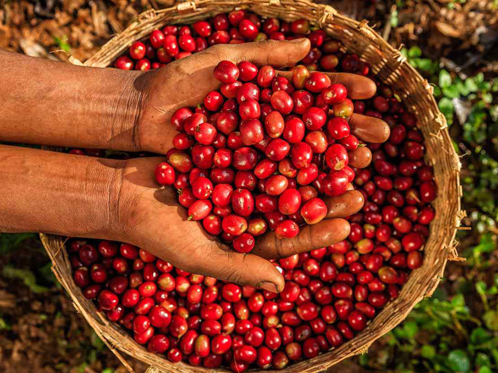 Las 4 variedades en cafe de especialidad