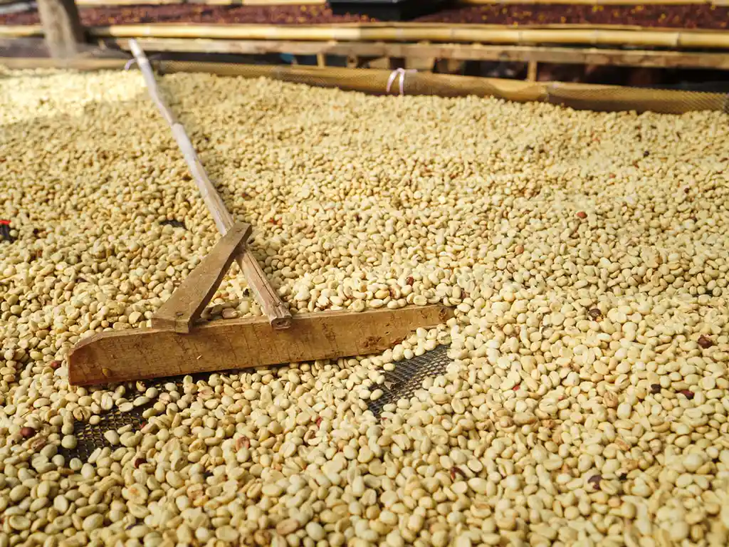 3 Procesos de los granos de cafe de especialidad