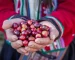Granos de café de especialidad de origen peruano