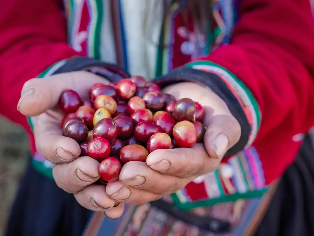 Granos de café de especialidad de origen peruano