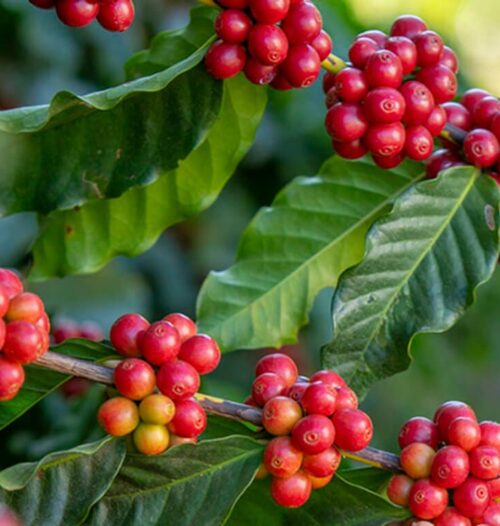 Para que sirven los granos de café verde