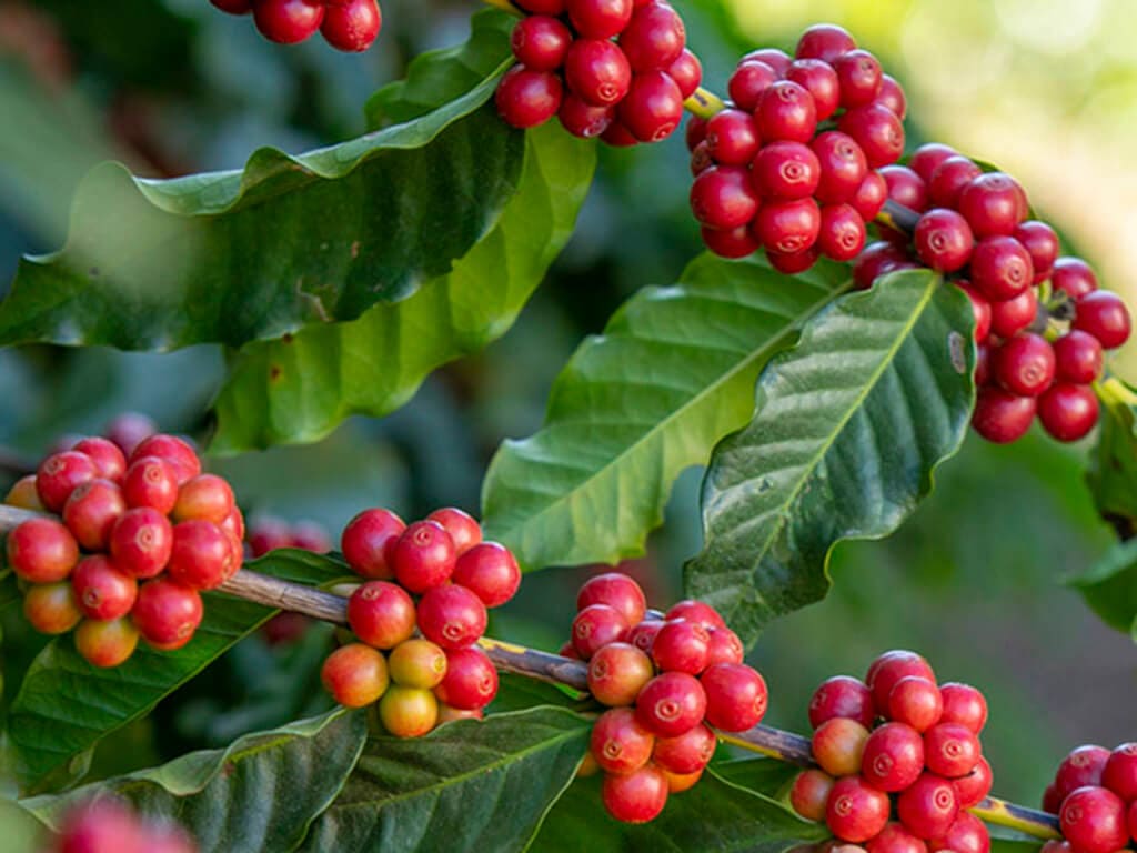 Para que sirven los granos de café verde